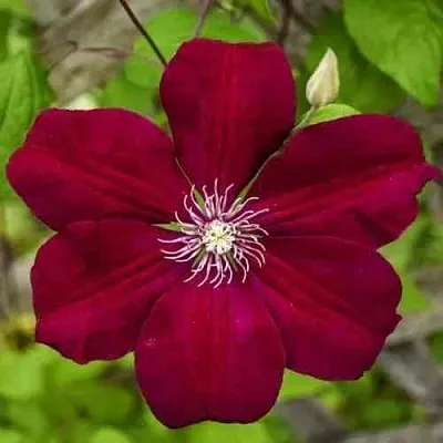 Клематис РУЖ КАРДИНАЛ  Клематис РУЖ КАРДИНАЛ в Реутове