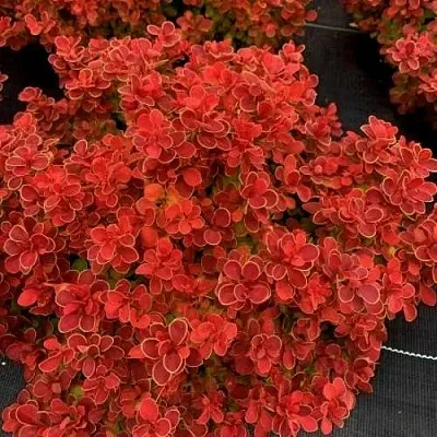 Барбарис РЕД ХОТ ЧИЛИ тунберга  Барбарис РЕД ХОТ ЧИЛИ тунберга в Реутове