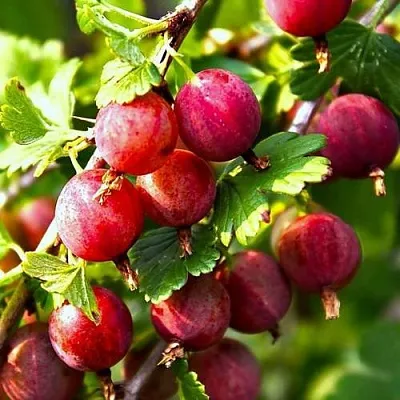 Крыжовник САДКО  Крыжовник САДКО в Реутове