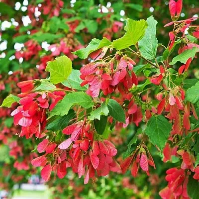 Клен татарский  Клен татарский в Реутове