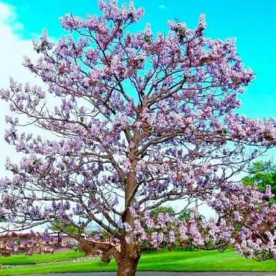 Павловния  Павловния в Реутове