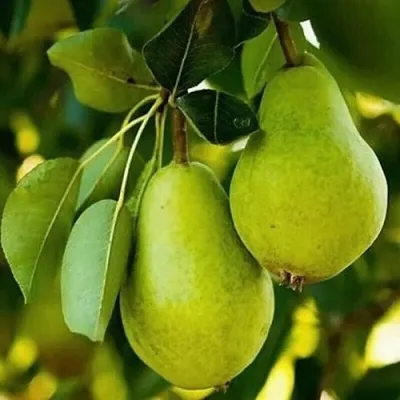 Груша СЕВЕРЯНКА колонновидная в Реутове