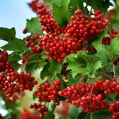 Калина ТАЕЖНЫЕ РУБИНЫ  Калина ТАЕЖНЫЕ РУБИНЫ в Реутове