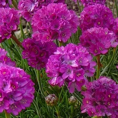 Армерия МОНИНГ СТАР ДИП РОУЗ в Реутове