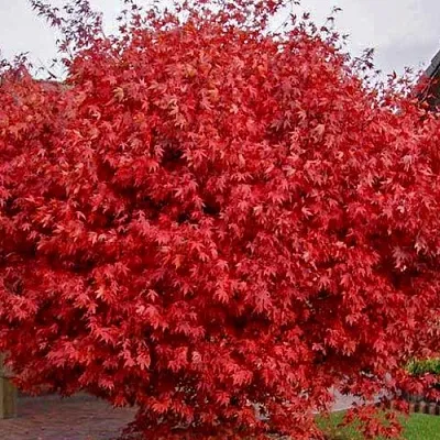 Клен гиннала   Клен гиннала  в Реутове