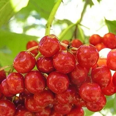 Калина КИЕВСКАЯ САДОВАЯ  Калина КИЕВСКАЯ САДОВАЯ в Реутове