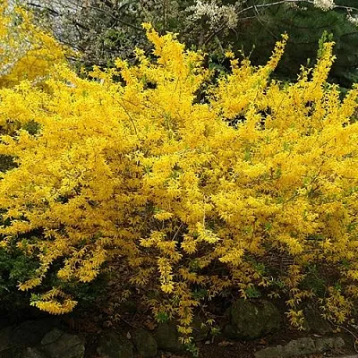 Форзиция ГОЛДЗАУБЕР средняя  Форзиция ГОЛДЗАУБЕР средняя в Реутове