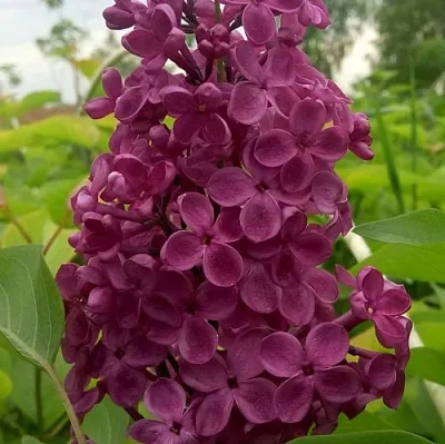 Сирень ИНДИЯ  Сирень ИНДИЯ в Реутове