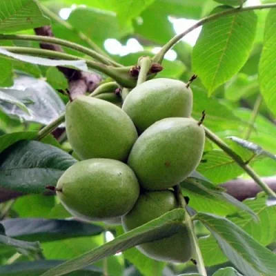 Орех маньчжурский МИЧУРИНЕЦ  Орех маньчжурский МИЧУРИНЕЦ в Реутове