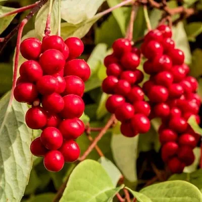 Лимонник КОСТИК китайский  Лимонник КОСТИК китайский в Реутове