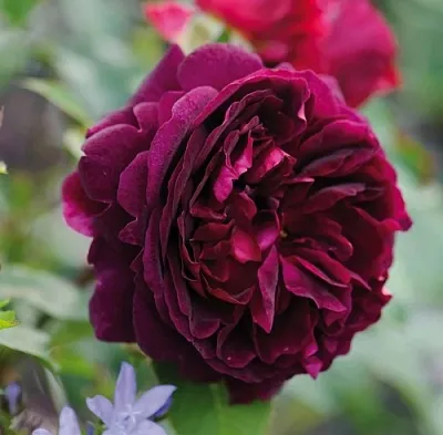 Саженцы роз МАНСТЕД ВУД английская  Саженцы роз МАНСТЕД ВУД английская в Реутове