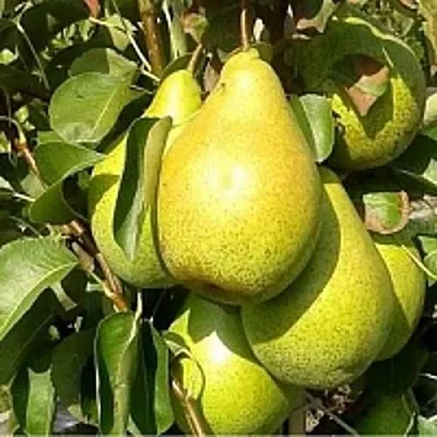 Груша ПАТЕН (ГЛУБОКСКАЯ)  Груша ПАТЕН (ГЛУБОКСКАЯ) в Реутове