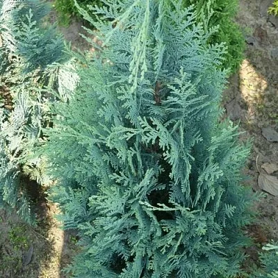 Кипарисовик КОЛУМНАРИС лавсона  Кипарисовик КОЛУМНАРИС лавсона в Реутове