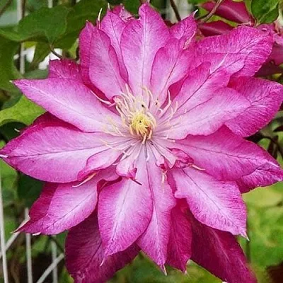 Клематис КАЕН  Клематис КАЕН в Реутове