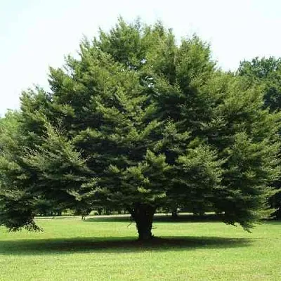 Бук обыкновенный  Бук обыкновенный в Реутове