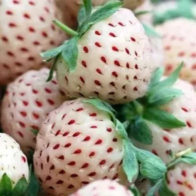 Клубника АНАНАСА ремонтантная в Реутове