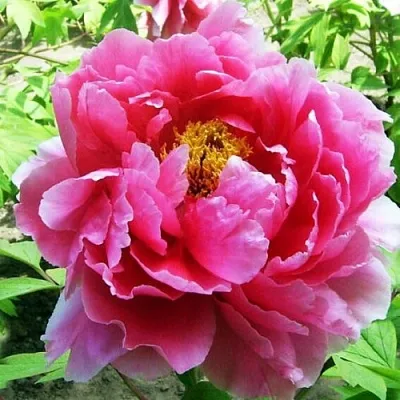 Пион ВОСХОД СОЛНЦА древовидный  Пион ВОСХОД СОЛНЦА древовидный в Реутове