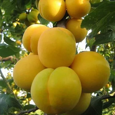 Слива ЛОДВА  Слива ЛОДВА в Реутове