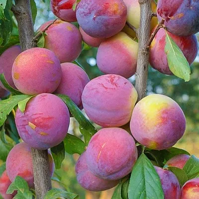 Слива КОЛОННОВИДНАЯ  Слива КОЛОННОВИДНАЯ в Реутове