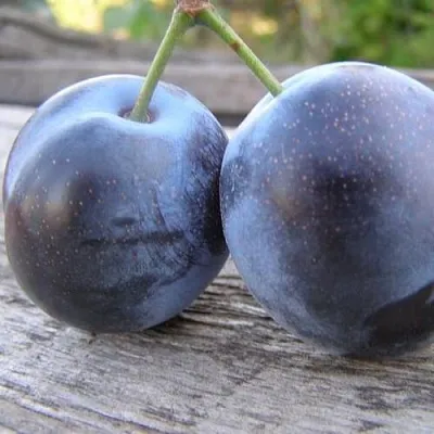 Слива БЛЮФРИ  Слива БЛЮФРИ в Реутове