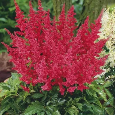 Астильба МОНТГОМЕРИ японская — описание сорта Астильба МОНТГОМЕРИ японская в Реутове