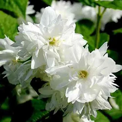 Жасмин ДАМ БЛАНШ в Реутове