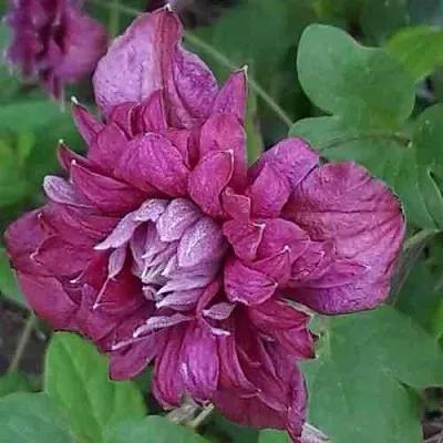 Клематис ПУРПУРЕА ПЛЕНА ЭЛЕГАНС  Клематис ПУРПУРЕА ПЛЕНА ЭЛЕГАНС в Реутове