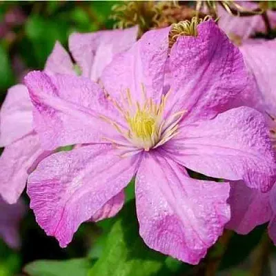 Клематис КОМТЕСС ДЕ БУШО  Клематис КОМТЕСС ДЕ БУШО в Реутове