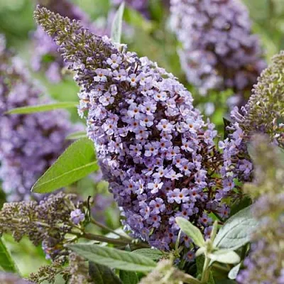 Буддлея давида БАТТЕРФЛЯЙ КАНДИ ЛИЛА СВИТХАРТ в Реутове