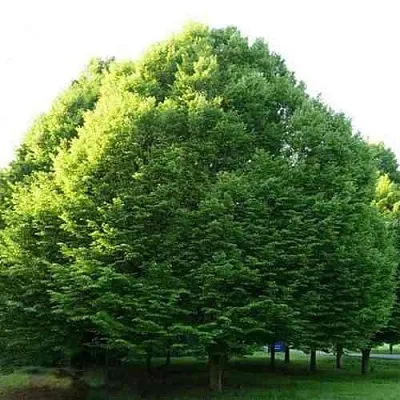 Граб японский  Граб японский в Реутове