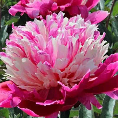 Пион ДЕЙДРИМ травянистый  Пион ДЕЙДРИМ травянистый в Реутове