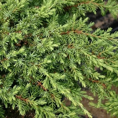 Можжевельник  Можжевельник в Реутове