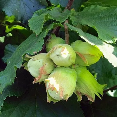 Фундук ТАМБОВСКИЙ РАННИЙ  Фундук ТАМБОВСКИЙ РАННИЙ в Реутове