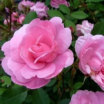 Саженцы роз ДЖОН ДЭВИС плетистая  Саженцы роз ДЖОН ДЭВИС плетистая в Реутове