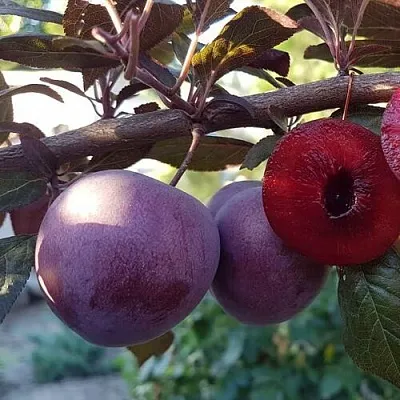 Слива ПАННА   Слива ПАННА  в Реутове