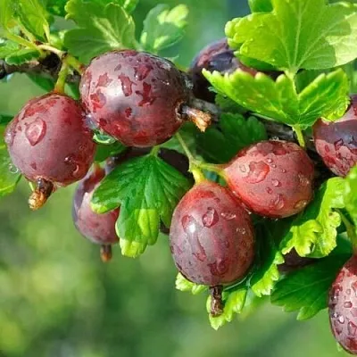 Крыжовник СЕРЕНАДА  Крыжовник СЕРЕНАДА в Реутове