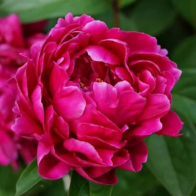 Пион ЛУИ ВАН-ГУТТ травянистый  Пион ЛУИ ВАН-ГУТТ травянистый в Реутове