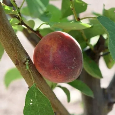 Плумкот БИРИКОККОЛО СУЗИНКОККО  Плумкот БИРИКОККОЛО СУЗИНКОККО в Реутове