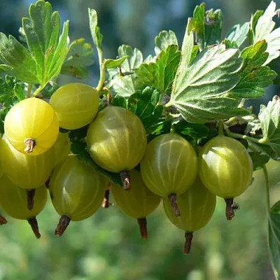 Крыжовник ЮБИЛЕЙНЫЙ  Крыжовник ЮБИЛЕЙНЫЙ в Реутове