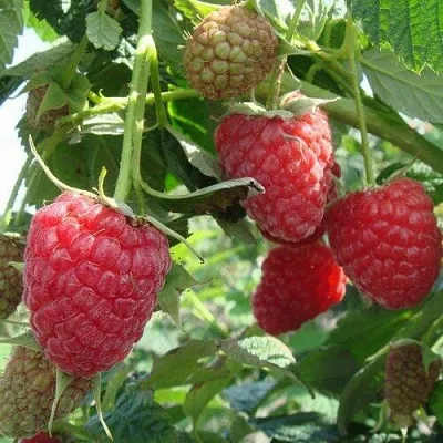 Малина КОЛОКОЛЬЧИК в Реутове