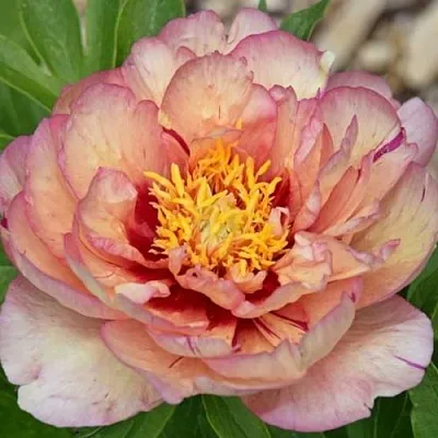 Пион КЭЛЛИС МЕМОРИ ито-гибрид  Пион КЭЛЛИС МЕМОРИ ито-гибрид в Реутове