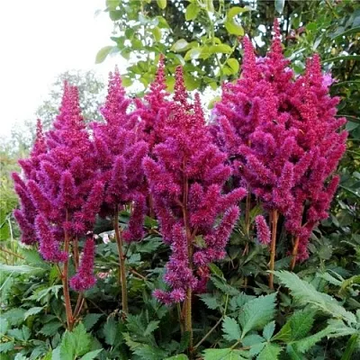 Астильба ВИЖНС китайская в Реутове