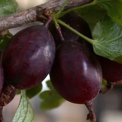 Крыжовник ЧЕЛЯБИНСКИЙ СЛАБОШИПОВАТЫЙ  Крыжовник ЧЕЛЯБИНСКИЙ СЛАБОШИПОВАТЫЙ в Реутове