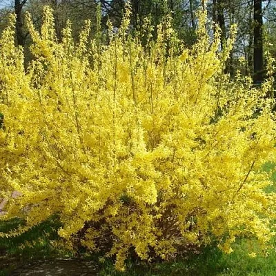 Форзиция ФОРЧУНА  Форзиция ФОРЧУНА в Реутове