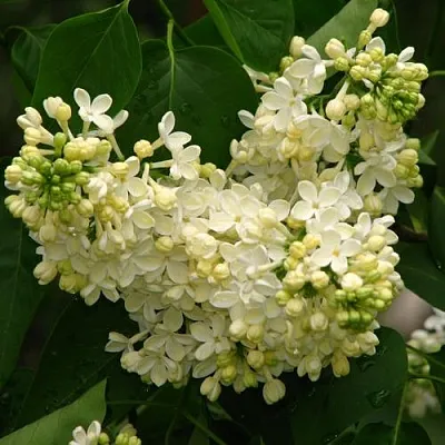 Сирень ПРИМРОУЗ  Сирень ПРИМРОУЗ в Реутове