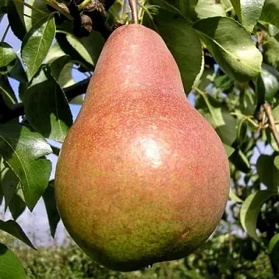 Груша КИРГИЗСКАЯ ЗИМНЯЯ  Груша КИРГИЗСКАЯ ЗИМНЯЯ в Реутове