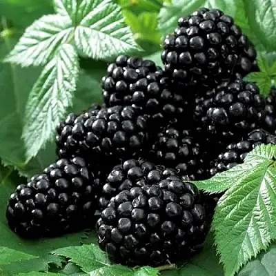 Ежевика БЛЭК БЬЮТИ  Ежевика БЛЭК БЬЮТИ в Реутове