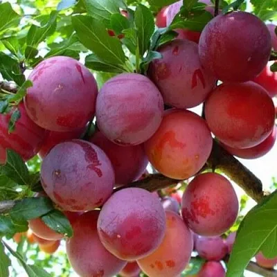 Слива НЕКТАРИННАЯ АРОМАТНАЯ  Слива НЕКТАРИННАЯ АРОМАТНАЯ в Реутове