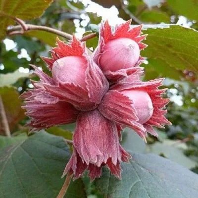 Фундук СКАРЛЕТТ  Фундук СКАРЛЕТТ в Реутове