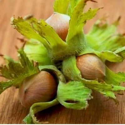 Фундук ГИГАНТ ТАМБОВСКИЙ  Фундук ГИГАНТ ТАМБОВСКИЙ в Реутове